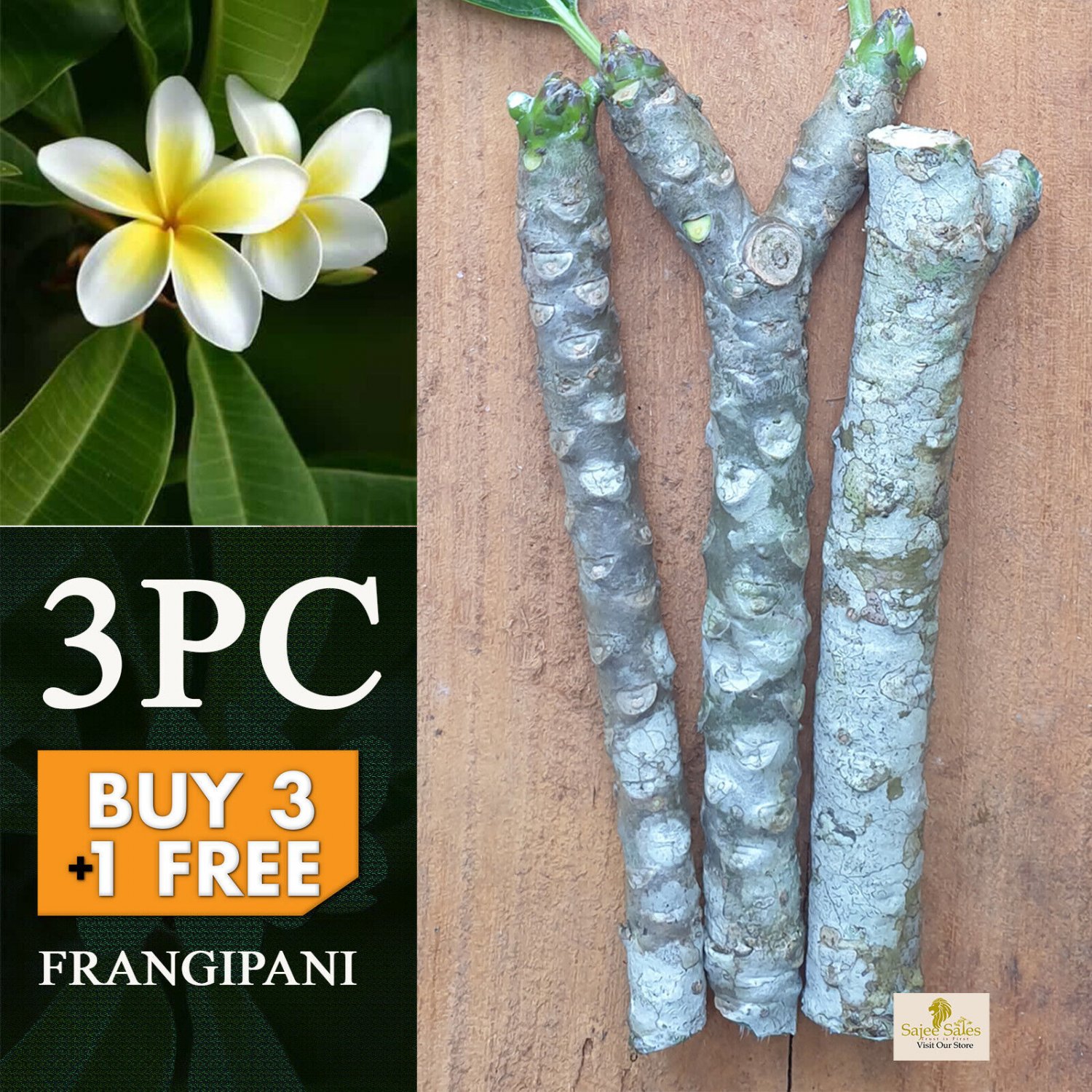 01Pc Plumeria Frangipani Plant Cuttings 6-11&acirc;�� Unrooted  Yellow & White Temple Tree