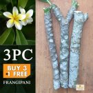 01Pc Plumeria Frangipani Plant Cuttings 6-11” Unrooted  Yellow & White Temple Tree