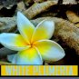 01Pc Plumeria Frangipani Plant Cuttings 6-11â Unrooted Yellow & White Temple Tree