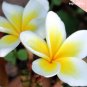 01Pc Plumeria Frangipani Plant Cuttings 6-11â Unrooted Yellow & White Temple Tree