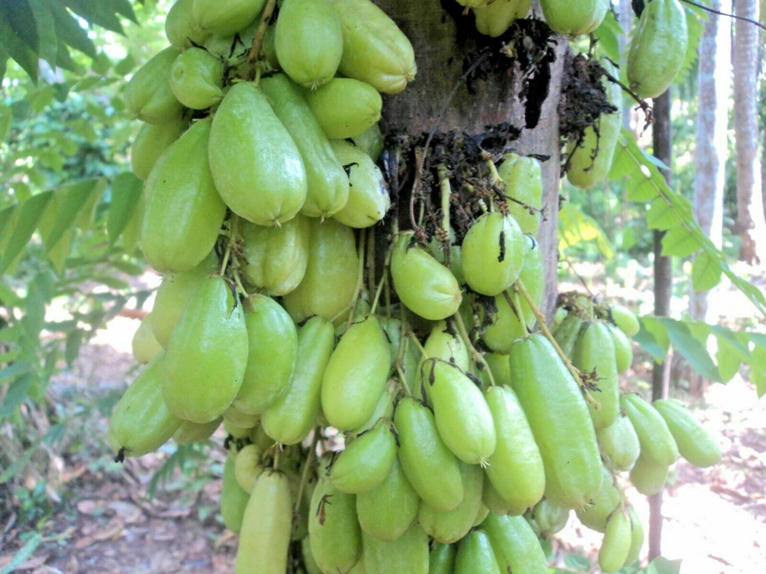 AverrBilimbi Cucumber Sorrel Pickle Tropical Rare Fruit Tree  - 16 Seeds
