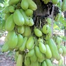 AverrBilimbi Cucumber Sorrel Pickle Tropical Rare Fruit Tree - 16 Seeds AverrBilimbi Cucumber Sorrel Pickle Tropical Rare Fruit Tree - 16 Seeds