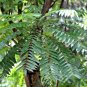 AverrBilimbi Cucumber Sorrel Pickle Tropical Rare Fruit Tree - 16 Seeds