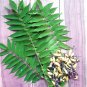 AverrBilimbi Cucumber Sorrel Pickle Tropical Rare Fruit Tree - 16 Seeds