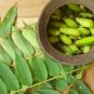 AverrBilimbi Cucumber Sorrel Pickle Tropical Rare Fruit Tree - 16 Seeds