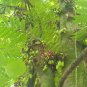 AverrBilimbi Cucumber Sorrel Pickle Tropical Rare Fruit Tree - 16 Seeds