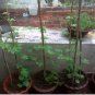 50 Bitter Gourd Seeds Vegetable Bitter Melon Luffa Chinese Carilla fruit Plant