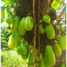 LIMITED OFFER - 12 Seeds Averrhoa Bilimbi Seeds 95% Germinating Proven Cucumber