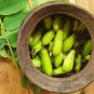 Averrhoa Bilimbi Seeds 95% Germinating Proven 10+ Cucumber Tropical Rare Fruit