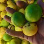 20+ Key Lime Seeds Citrus Aurantifolia 2024 Harvested Fresh Seeds (Ceylon Farm)