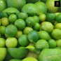 20+ Key Lime Seeds Citrus Aurantifolia 2024 Harvested Fresh Seeds (Ceylon Farm)