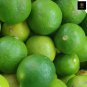 20+ Key Lime Seeds Citrus Aurantifolia 2024 Harvested Fresh Seeds (Ceylon Farm)