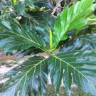 Dried Breadfruit Leaves Herbal Drink Organic 100% Pure Artocarpus Altilis Tea