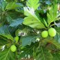 Dried Breadfruit Leaves Herbal Drink Organic 100% Pure Artocarpus Altilis Tea