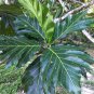 Dried Breadfruit Leaves Herbal Drink Organic 100% Pure Artocarpus Altilis Tea