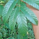 Dried Bandicoot Berry 100+ Leea Indica Loose Leaves Herbal Leeaceae Ceylon Tea