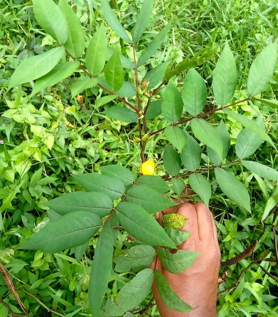 Rare Herb Cassia Occidentalis Coffee Senna Leaves Plant Ceylon Tea  Natural