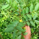 Rare Herb Cassia Occidentalis Coffee Senna Leaves Plant Ceylon Tea  Natural
