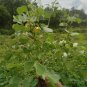 Rare Herb Cassia Occidentalis Coffee Senna Leaves Plant Ceylon Tea  Natural