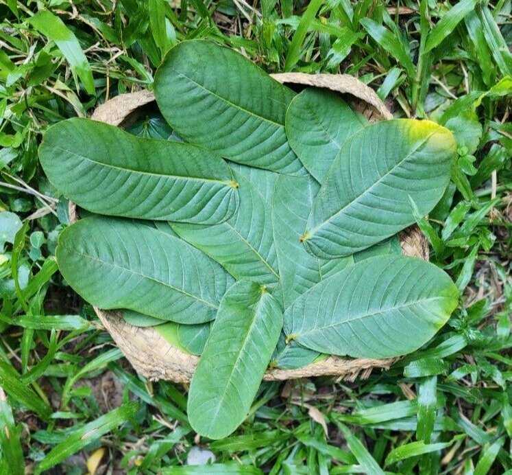 150Pc Dried Cassia Alata Leaves Ringworm Candle Bush Skin Care Herb Ceylon Tea