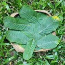 150Pc Dried Cassia Alata Leaves Ringworm Candle Bush Skin Care Herb Ceylon Tea