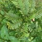 150Pc Dried Cassia Alata Leaves Ringworm Candle Bush Skin Care Herb Ceylon Tea