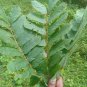 150Pc Dried Cassia Alata Leaves Ringworm Candle Bush Skin Care Herb Ceylon Tea
