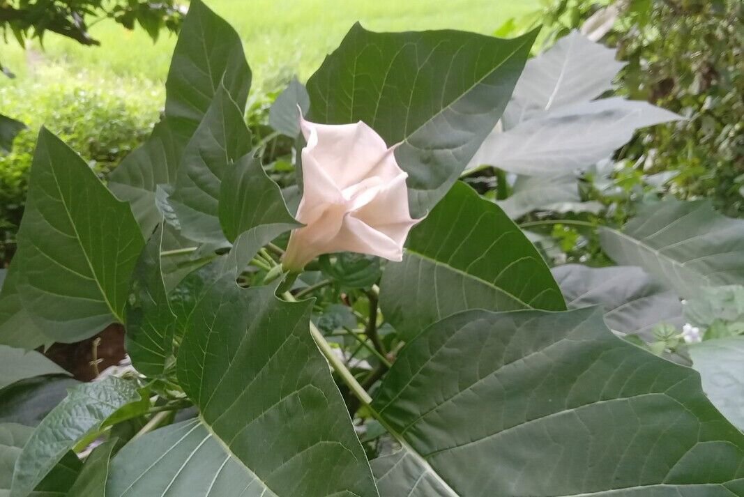 Pure Dried Datura Metel Leaves Natural Devil's trumpet Powder   Plant Ceylon