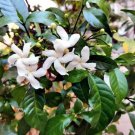 Dried Crape Jasmine Leaves Nero's Crown Dry Leaf Tabernaemontana divaricata Herb