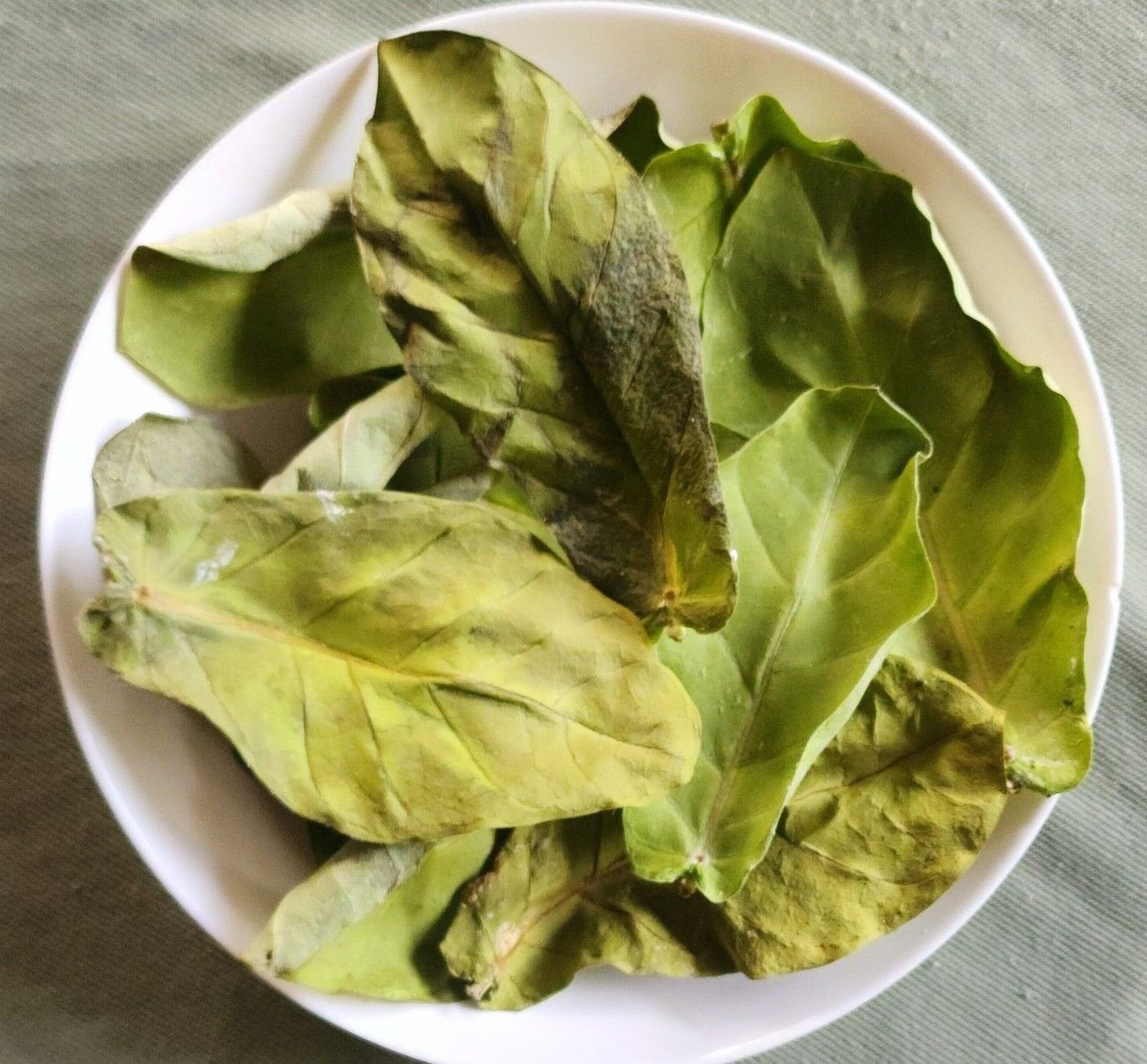 100Pcs Naturally Dried Calotropis Procera Leaves Sodom Apple Dead Sea Apple