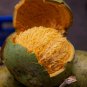 Dried Bael Fruit Flower Tea Ceylon Organic Ayurveda Herbal Drink Aegle Marmelos