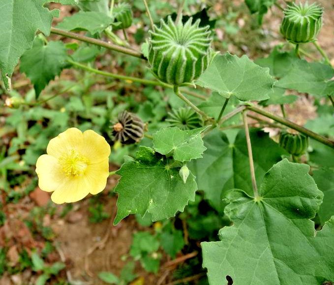 Beheth Anoda Rare Dried Leaves Abutilon indicum Indian Mallow Seeds