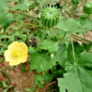 Beheth Anoda Rare Dried Leaves Abutilon indicum Indian Mallow Seeds