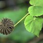 Beheth Anoda Rare Dried Leaves Abutilon indicum Indian Mallow Seeds