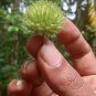 Beheth Anoda Rare Dried Leaves Abutilon indicum Indian Mallow Seeds