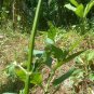 Beheth Anoda Rare Dried Leaves Abutilon indicum Indian Mallow Seeds