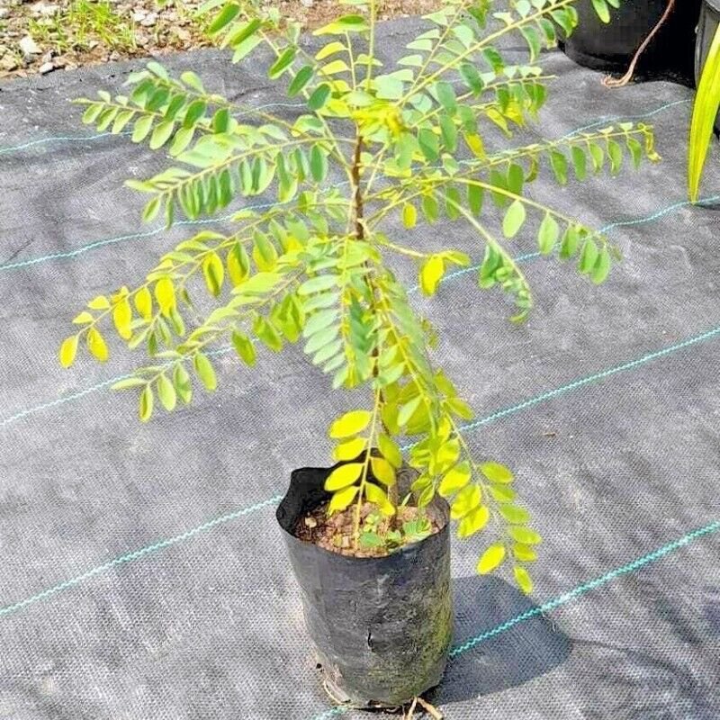 06 Very Rare Ceylon Satinwood Tree Live Fresh Seeds  Chloroxylon chloroxylon