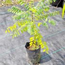 06 Very Rare Ceylon Satinwood Tree Live Fresh Seeds  Chloroxylon chloroxylon