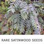 06 Very Rare Ceylon Satinwood Tree Live Fresh Seeds  Chloroxylon chloroxylon