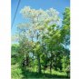 06 Very Rare Ceylon Satinwood Tree Live Fresh Seeds  Chloroxylon chloroxylon