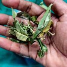 Rare Andrographis paniculata Dried Leaves Ayurvedic Herbal leaf King of Bitters