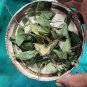 Rare Andrographis paniculata Dried Leaves Ayurvedic Herbal leaf King of Bitters