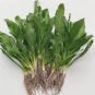 Dried  Culantro Long Coriander Culantro (Eryngium foetidum) Leaves & Dry Roots