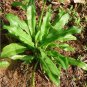 Dried  Culantro Long Coriander Culantro (Eryngium foetidum) Leaves & Dry Roots