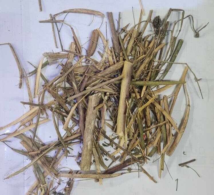 Dry Whole Plant Cleome gynandra Wild Spider Flower Very Powerful Heral Plant