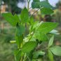 Dry Whole Plant Cleome gynandra Wild Spider Flower Very Powerful Heral Plant