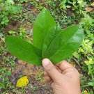 Soursop Leaves Natural Dry Graviola Leaves Guanabana Leaf  Organic Soursop Tea