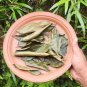 Soursop Leaves Natural Dry Graviola Leaves Guanabana Leaf  Organic Soursop Tea