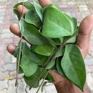 100+ Averrhoa Carambola Leaves Star fruit Seeds Leaf Organic Ceylon Tea Plant