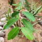 Dried Jamun Syzygium Cumini Bark Java plum Plant Control Blood Sugar Level